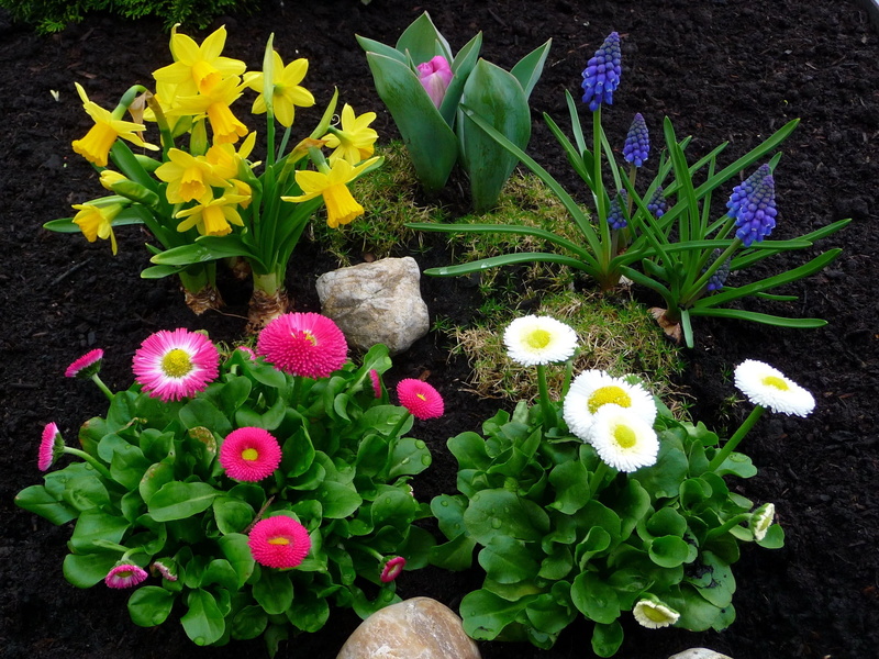petal, 1080P, growth, flowerbed, season, summer, plant, day, formal Garden, close-up, inflorescence, choice, multi Colored, daffodils, botany, backgrounds