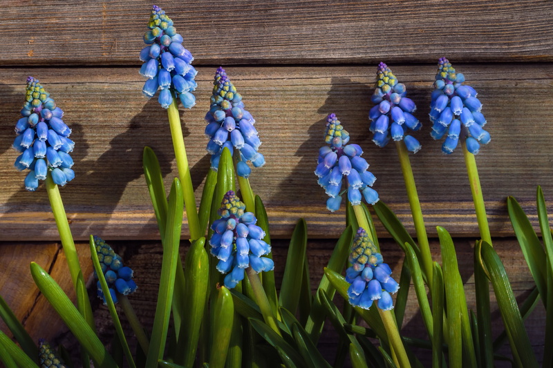 Muscari, Hyacinth mouse, Viper onion, 4K
