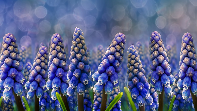 food and drink, close-up, outdoors, freshness, growth, focus on foreground, healthy eating, Muscari, flowering plant, selective focus, flower, beauty in nature