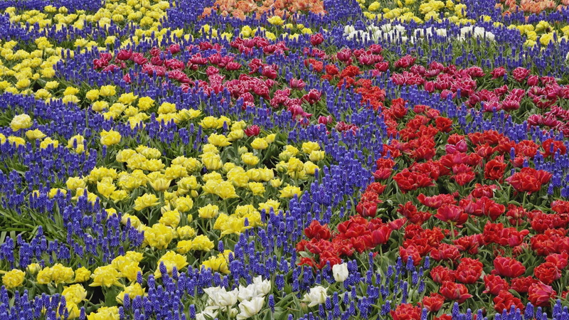 flowers, multi colored, color, plant, yellow, fragility, outdoors, abundance, tulips, backgrounds, red, flower head, freshness, springtime, beauty in nature