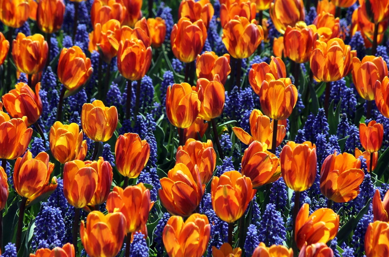 green Color, orange, flower Head, season, botany, 2K, blossom, growth, beauty In Nature, flower, leaf, red, outdoors, close-up, vulnerability, plant, netherlands