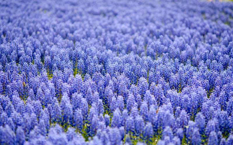 flower Head, flowers, outdoors, nature, scented, tranquility, purple, no People, plateau De Valensole, blue, herb, close-up, selective focus, green Color