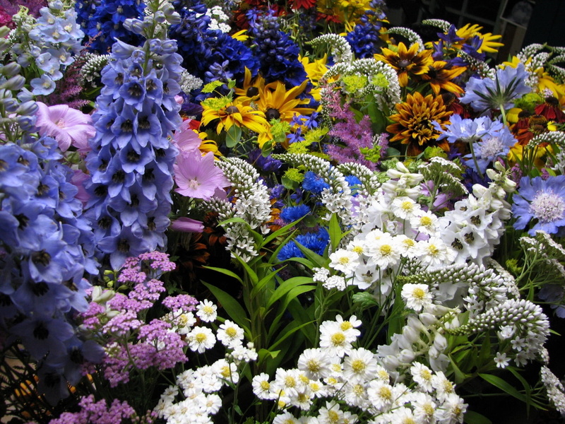 multi Colored, botany, no People, variation, sunlight, freshness, plant, close-up, colors, vibrant Color, purple, high angle view, white, bouquet, beauty In Nature