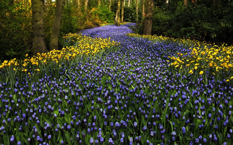 Park, Keukenhof, Netherlands, Flowers, 1080P, Tulips, Hyacinths, Trees