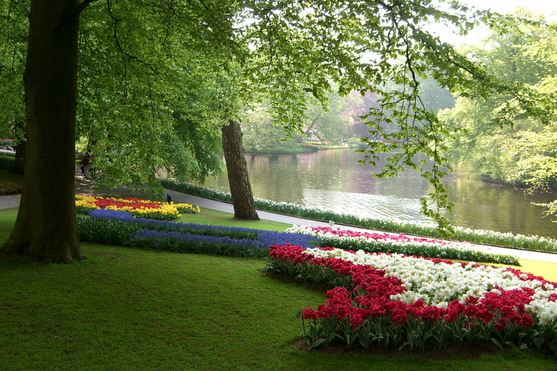 ornamental garden, tree, beauty in nature, plant, branches, red, park - man made space, pond, flowering plant, tulips, springtime, lake, tulip, flowers