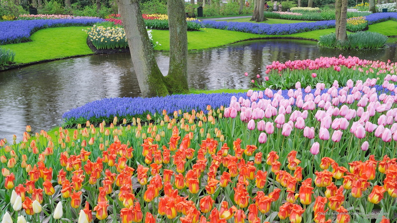 keukenhof, colorful, 2K, gardens, lisse, Flowers/Gardens, holland