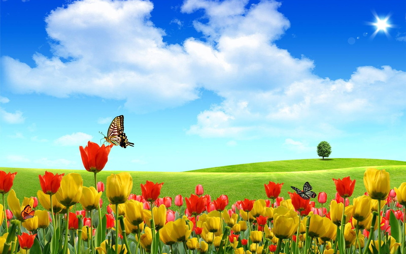 sunlight, fragility, clouds, flower, 1080P, summer, red, season, landscape, tulips, non-Urban Scene, tulip, meadow, blossom, freshness, multi Colored