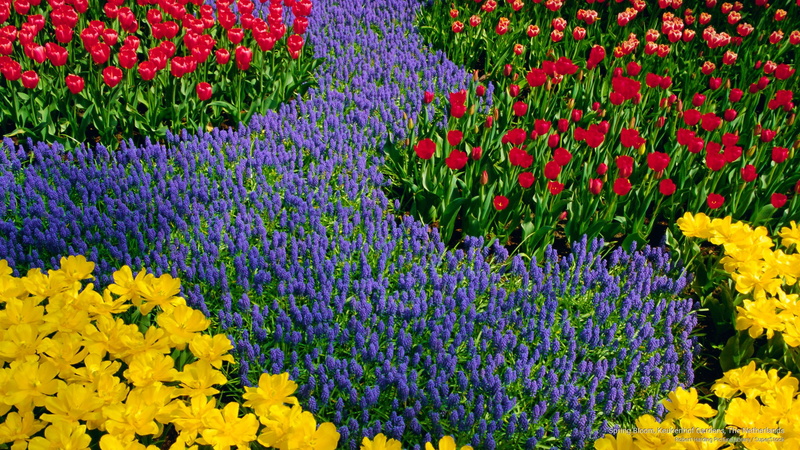 bloom, gardens, Flowers/Gardens, 2K, spring, keukenhof, netherlands
