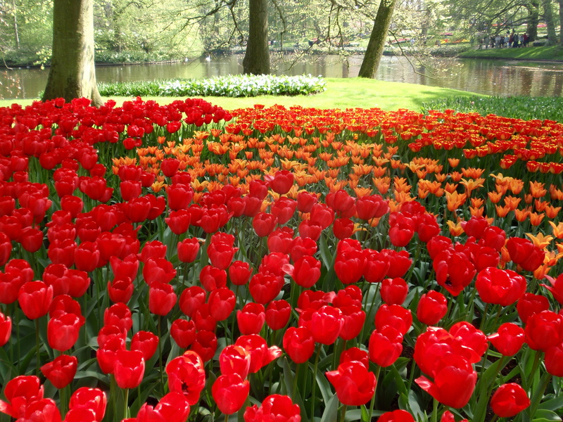 netherlands, nature, multi Colored, field, flowering plant, blossom, pond, freshness, inflorescence, springtime, colors, bed, plant, no People, park - Man Made Space