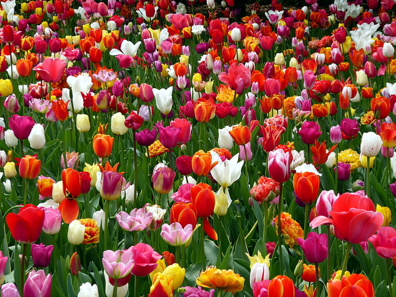 4K, freshness, garden, springtime, flowerbed, colors, spring, flower, lily, inflorescence, beauty in nature, keukenhof, red, backgrounds, pink, growth