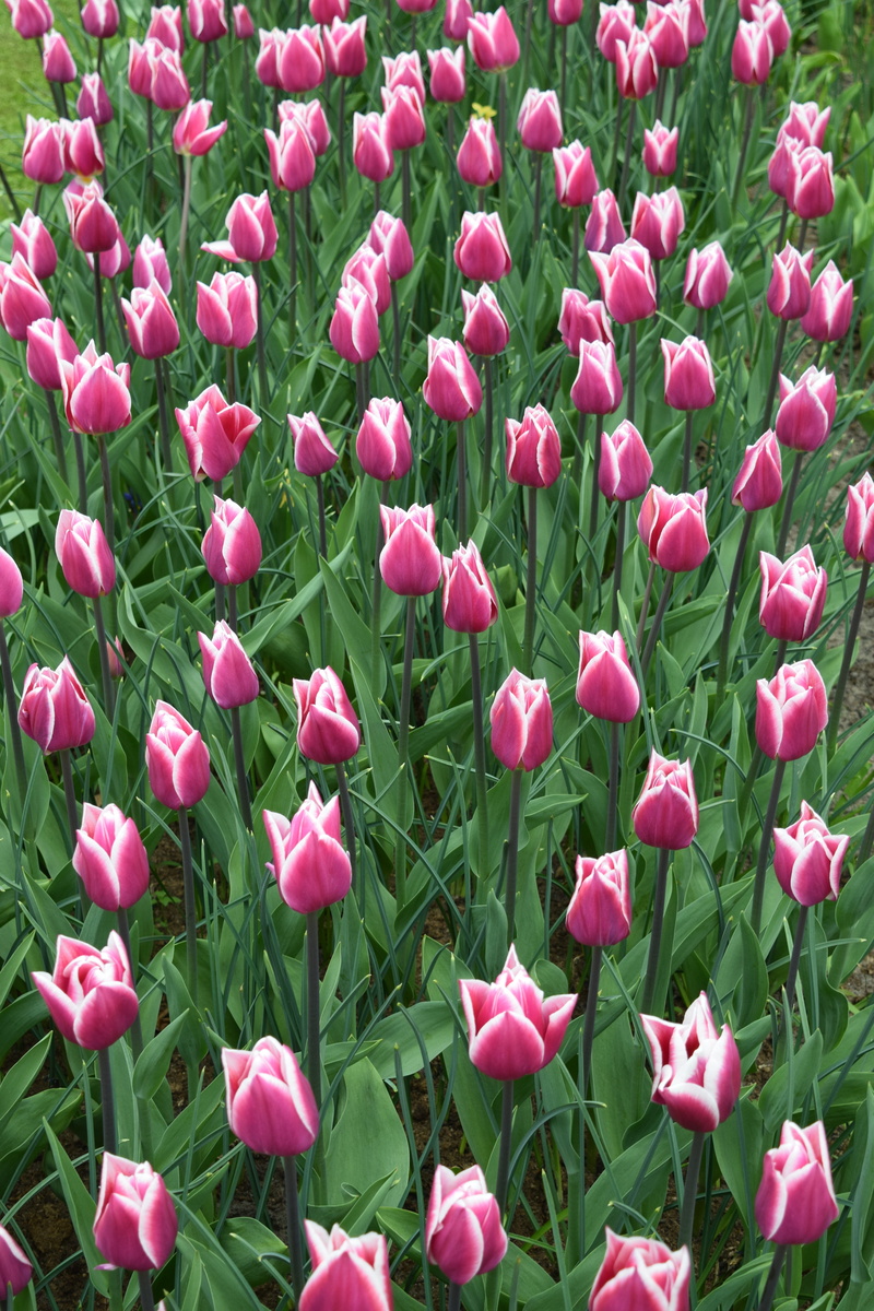 freshness, plant, flower head, purple, growth, flower, Tulip, land, europe, color, red, close-up, Pink, nature, fragility, botanical, Tulips, blooming