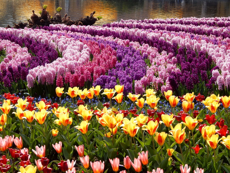 outdoors, growth, botany, petal, land, beauty In Nature, springtime, flowering plant, Tulips, photo, plant, pink Color, fragility, formal Garden, 2K, vulnerability