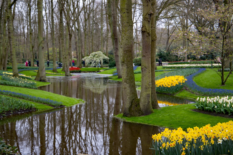 5K, flowerbed, tranquility, garden, flowering plant, outdoors, flower, tranquil scene, beauty in nature, water, grass, spring, trunk, nature, plant, keukenhof