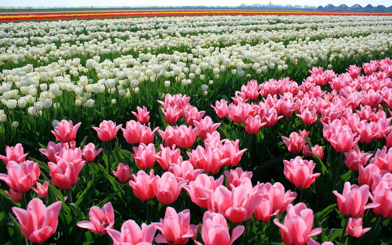 stem, colorful, landscape, freshness, gardening, pink Color, flower, plant, outdoors, blossom, multi Colored, red, horizon, botany, purple, nature, leaf