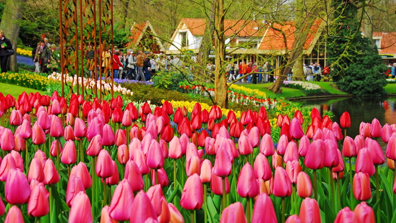 field, springtime, vulnerability, vibrant, keukenhof, yellow, bunch, florist, color, dutch, flowers, park, fresh, petal, blooming, seasonal, park - man made space