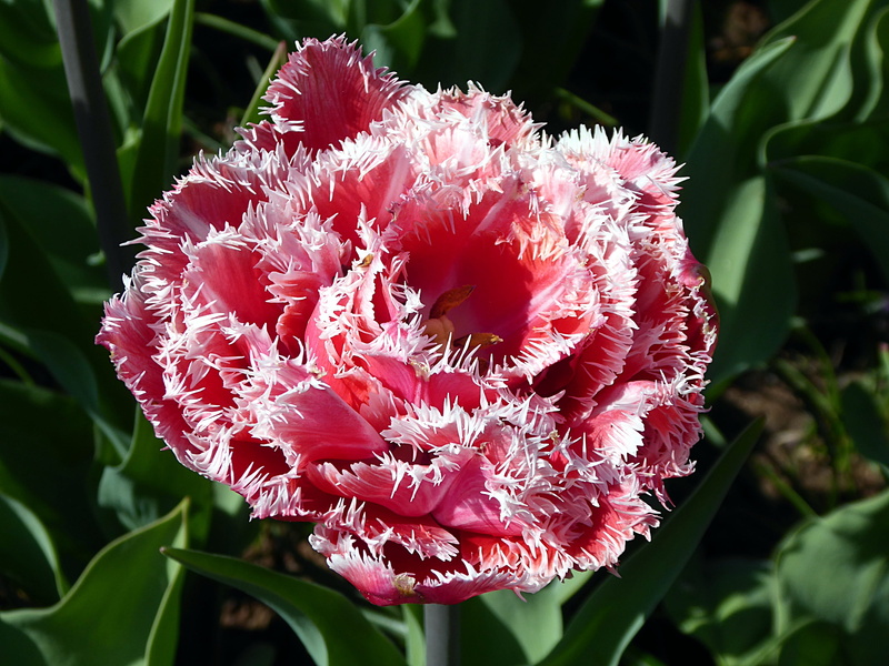 nature, flower, lily, flower head, day, outdoors, vulnerability, freshness, botany, fragility, inflorescence, leaf, pink, 4K, white, tulip, tulip lace