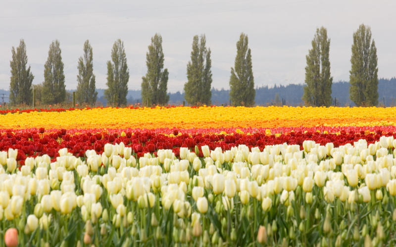 scenics - nature, beauty In Nature, agriculture, blossom, scenics, plant, colors, tree, non-Urban Scene, tranquility, landscaped, freshness, tulip, springtime