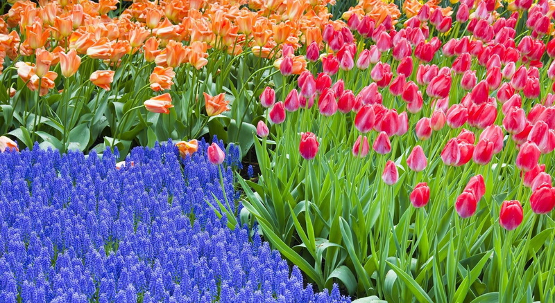blossom, colors, day, leaf, freshness, formal Garden, flowers, backgrounds, bright, flower Head, fragility, season, close-up, spring, summer, field, red
