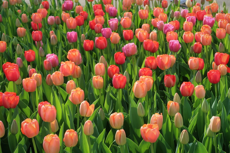 garden, freshness, beauty in nature, green color, tulip, inflorescence, springtime, nature, vulnerability, red, flowerbed, 2K, no people, field, fragility