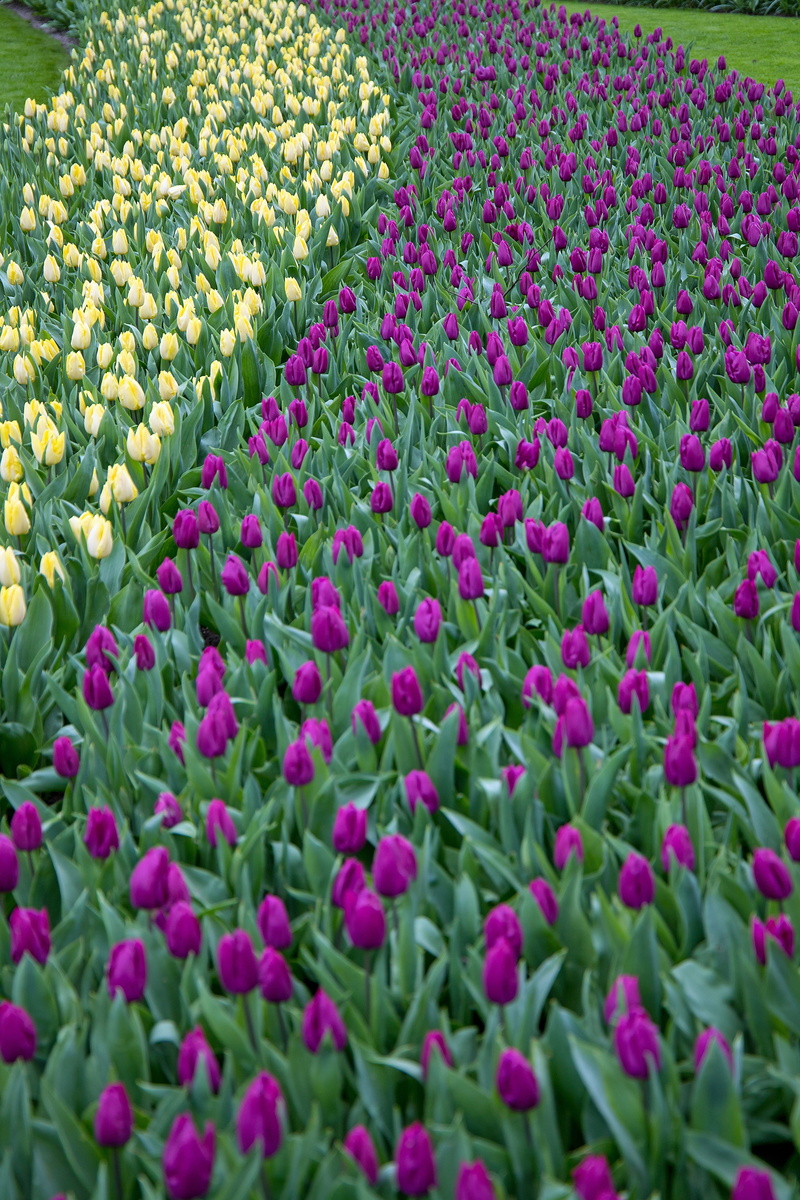 flowerbed, plant, tulips, growth, backgrounds, springtime, botany, beauty in nature, 5K, outdoors, keukenhof, purple, land, nature, freshness, netherlands