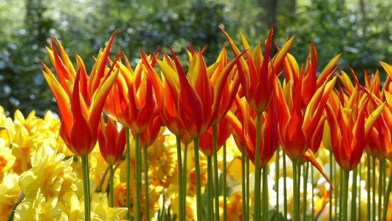 petal, botany, spring, fragility, garden, flowering plant, springtime, inflorescence, orange color, amsterdam, close-up, flowerbed, field, 4K, plant, day