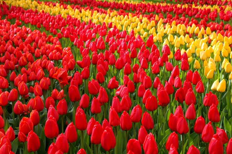 growth, 2K, april, nature, flowering plant, plant, tulip, fragility, no people, close-up, beauty in nature, poppy, backgrounds, petal, yellow, buds, day