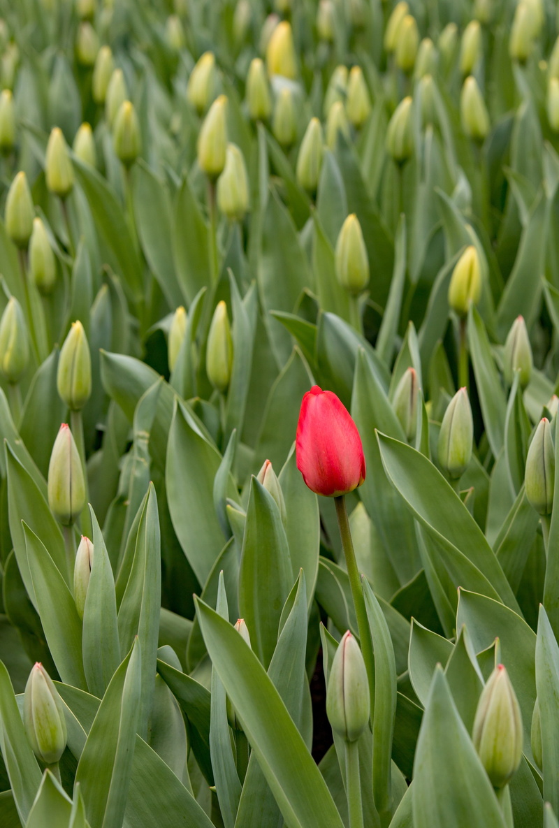 keukenhof, lisse, no people, garden, tulips, close-up, flowers, flower, flower head, vulnerability, nature, freshness, landscape, leaf, beauty in nature