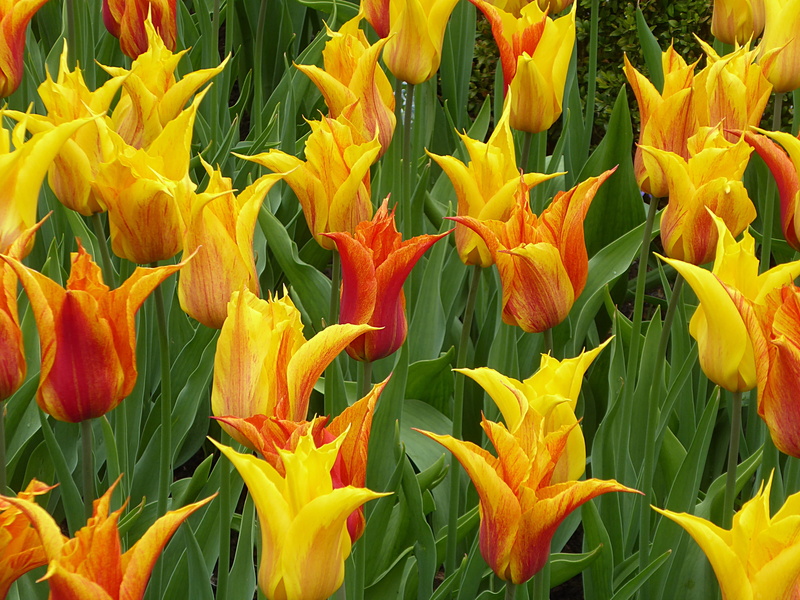 freshness, leaf, no people, keukenhof, plant part, yellow, garden, petal, day, outdoors, red, plant, full frame, flowerbed, vulnerability, lily, fragility