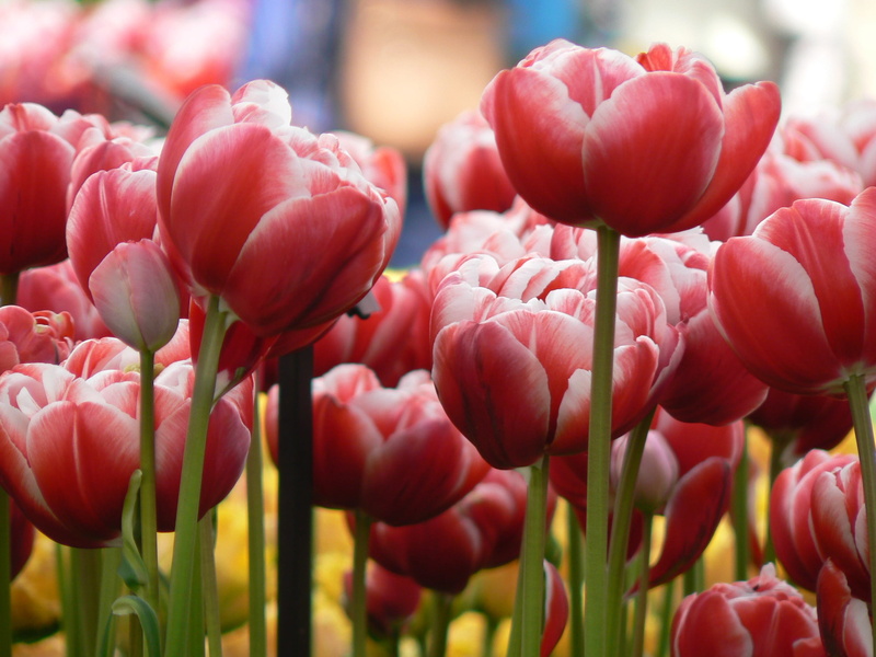 flowers, inflorescence, beauty, onion flower, tulip, tulips, tulip sea, flower bed, petal, red, day, romantic, bed, holland, pink color, lisse, no people
