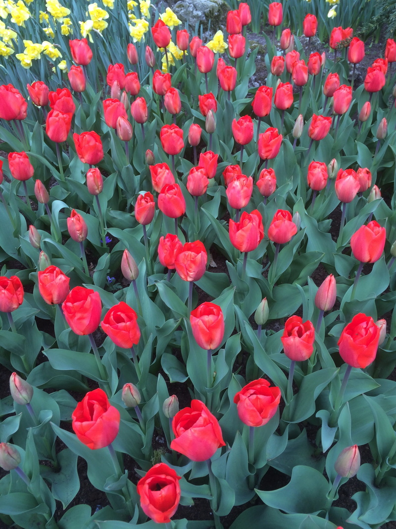 nature, flowering plant, flower arrangement, red, flower, close-up, freshness, beauty in nature, growth, inflorescence, full frame, flowerbed, vulnerability