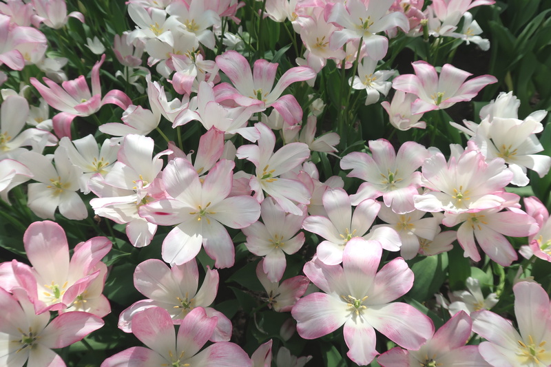 flower head, white color, no people, botany, keukenhof, flower, romantic, plant, backgrounds, freshness, pink color, flowering plant, nature, full frame