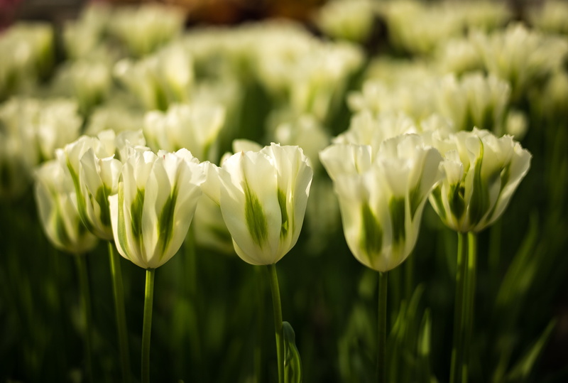M  240, close-up photography, Netherlands, spring, tulip, photography, Lisse, freshness, green Color, travel, White, Tulips, plant, nature, flower, garden