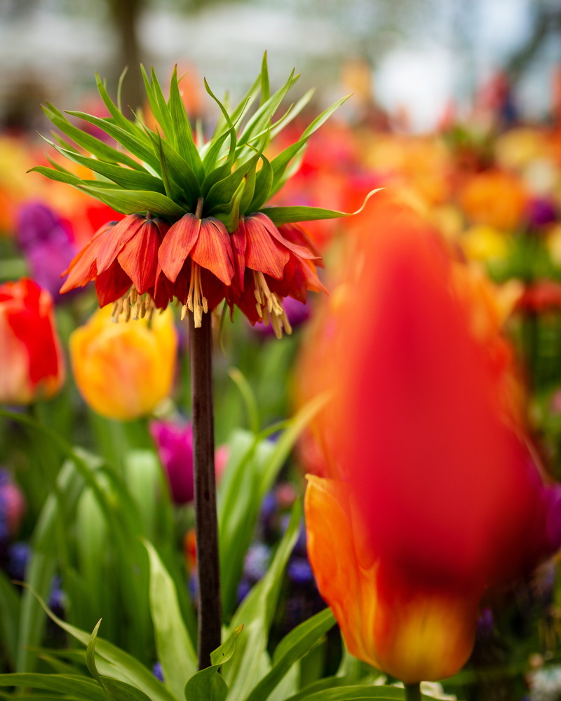 beauty in nature, netherlands, close-up, keukenhof, plant, tulips, inflorescence, flowerbed, garden, freshness, selective focus, wildflowers, flower picture