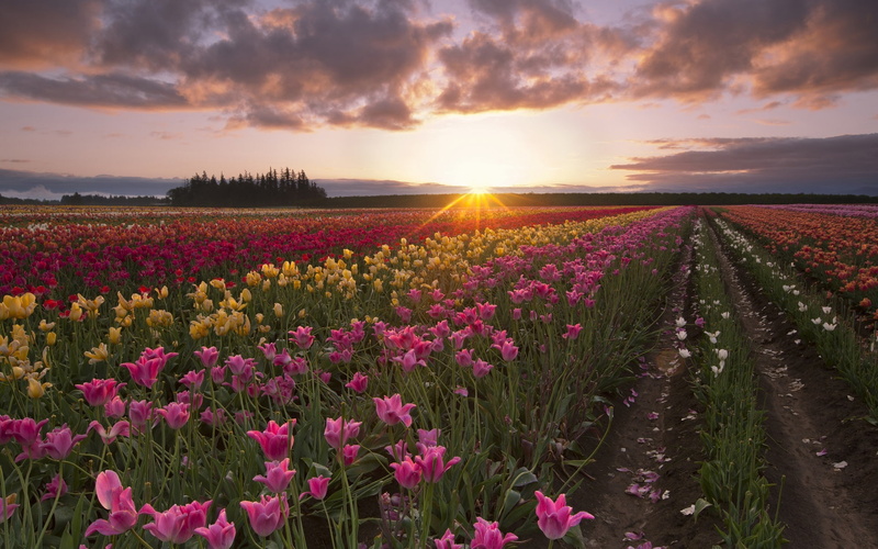 Fields, 1080P, Dawn, Sun, Summer, Rays, Flowers, Morning, Tulip