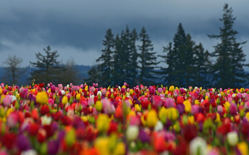 field, forest, spruce, background, colorful, 1080P, trees, tulips, photo, flowers