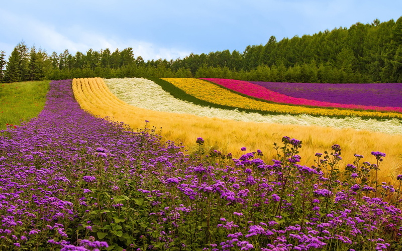 Trees, Japan, Color, flower, purple, 1080P, Flowers, fields, Different, Field
