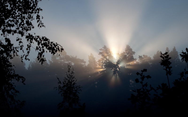 beams, sunrise - sunset, rays, 1080P, forest, filtered, sunrise, sunlight, woods, sky, trees, morning, fog, dawn, background, images