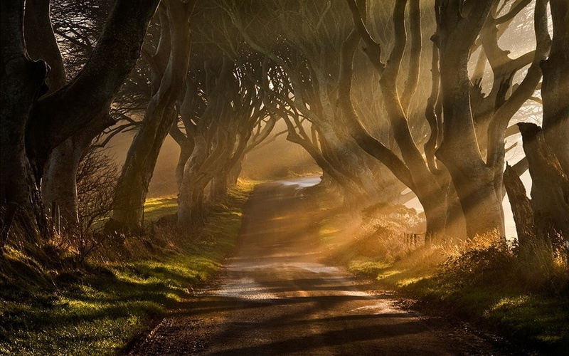 480P, mist, sun rays, ireland, grass, sunrise, road, trees, landscape, rays, sun, nature, shrubs