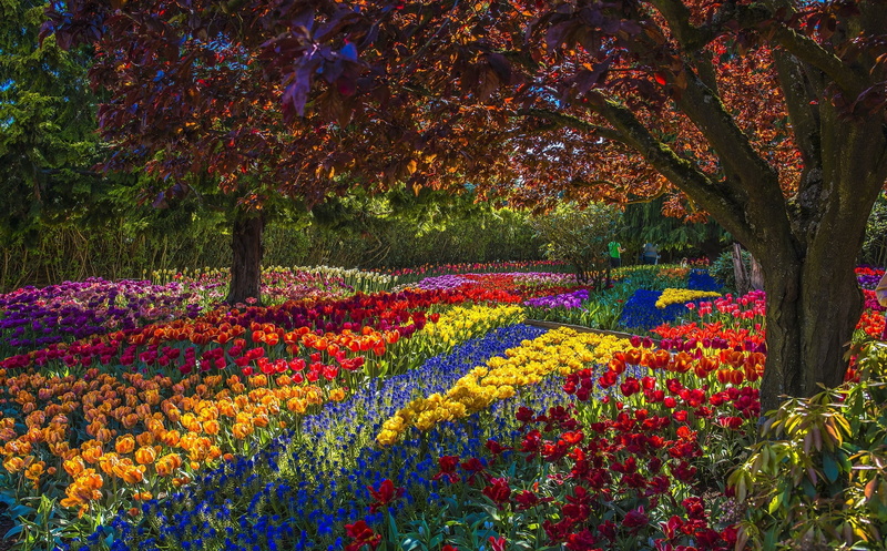 flowers, freshness, garden, flowering plant, outdoors, Park, flowerbed, color, tranquility, field, nature, 1080P, yellow, ornamental garden, park - man made space
