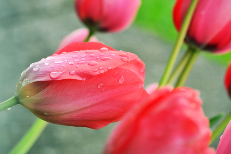 nature, pink, flowers, 4K, fragility, inflorescence, freshness, drop, tulip, flowering plant, tulips, springtime, flower head, water, vulnerability, Daisy