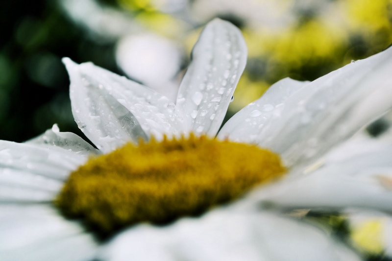 plant, flower, tulips, Daisy, 720P, growth, white, drop, vulnerability, pollen, no people, fragility, purity, dew, fresh, petal, spring, wet, close-up