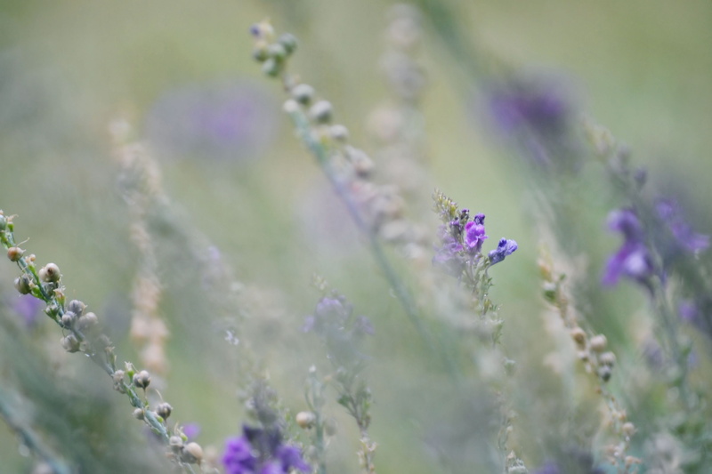 freshness, close-up, beauty in nature, fresh, growth, plant, Daisy, flower head, rain, flower, day, purple, tulips, fragility, flowers, petal, vulnerability