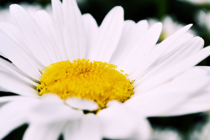 spring, 720P, fragility, rain, flowering plant, flower, pollen, soft focus, springtime, outdoors, nature, freshness, growth, Daisy, fresh, vulnerability