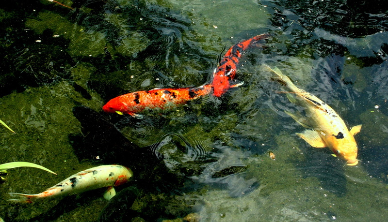 ornamental, orange, animal wildlife, tradition, swim, underwater, reflection, animal, pet, aquatic, beige, vertebrate, high angle view, school of fish