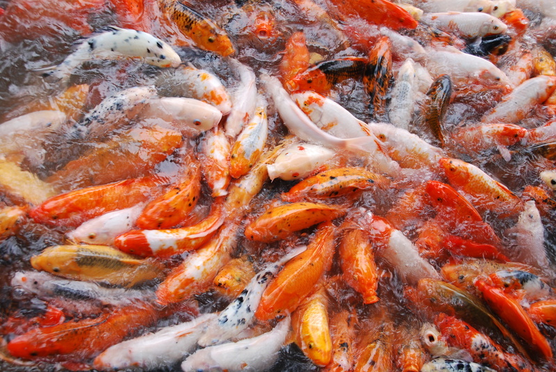 aquatic, fish, carp, koi carp, food, japanese, white, 4K, pond, marine, red, underwater, animal wildlife, water, japan, school of fish, animal themes