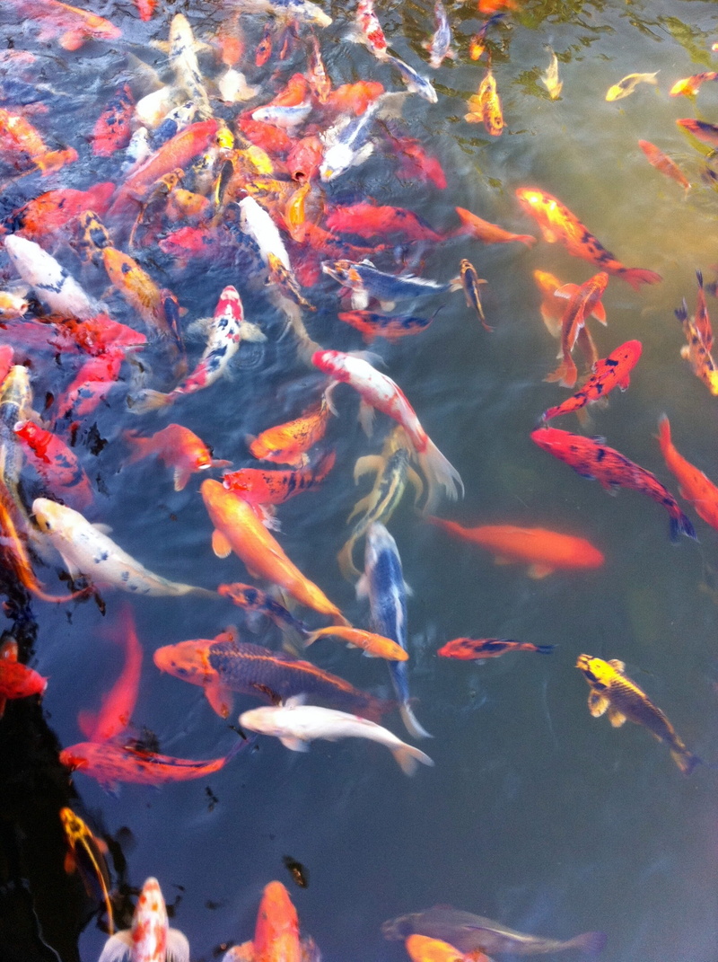 underwater, Orange, japanese, high angle view, animal, animal themes, lake, black, outdoors, gold, photo, nature, Koi, yellow, white, no people, koi, school of fish