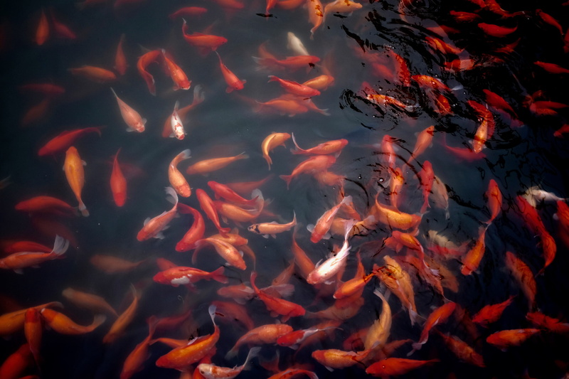 high angle view, water, heat - temperature, nature, school of fish, outdoors, animal wildlife, fish, abstract, pond, swimming, shoal, school, no people