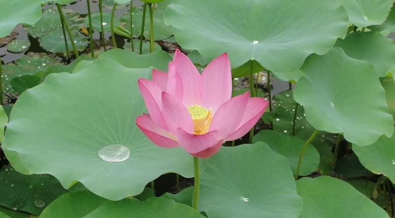 pollen, nature, leaves, no people, tropical Climate, freshness, 1080P, springtime, petal, close-up, floating on water, backgrounds, green Color, lily
