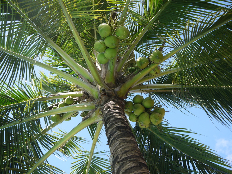 outdoors, tropical climate, Nuts, flora, green, nuts, Coconut, no people, photography, green color, daytime, coconut palm tree, leaf, leaves, tree, day