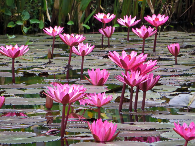 aquatic, floating on water, water, outdoors, inflorescence, no people, flower head, pink, lake, lily, 4K, pink flower, aquatic plant, flowering plant